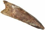 Fossil Spinosaurus Tooth - Real Dinosaur Tooth #310184-1